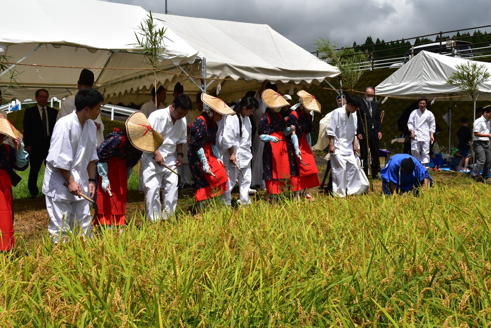 宮崎県神道青年会第４３回御神田行事抜穂祭